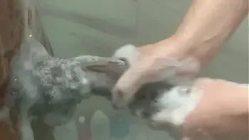 Big Step Sister Plays With Step Brother Monster Bbc While Parents Aren't Home