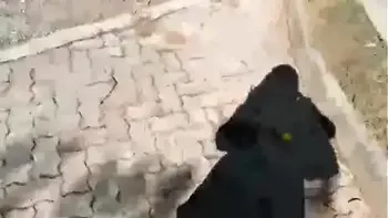 Your slutty Italian stepmother finds a condom used for sex and plays with it until you cum