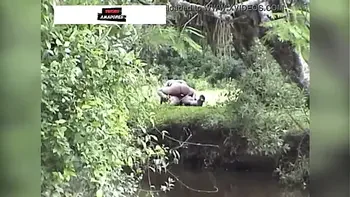 Casal da zona rural é flagrado fazendo sexo no mato