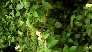 FuckMyIndianGF - Indian GF Sex Videos