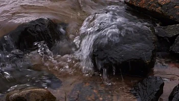 Brunette Pussy Temptations - Bloom Lambie