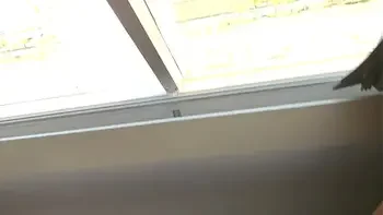 Egyptian Goddess at the Luxor Hotel Cheetah Adora Exotic Doggystyle Fuck and Blowjob with BWC