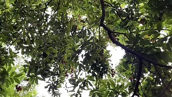 Irmã postiça francesa peituda fode a cara e faz garganta profunda com bunda grande amadora