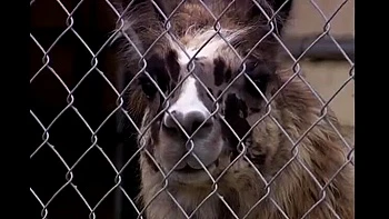 Brittney Skye reitet dicken Schwanz, heftiger Anal-Cumshot