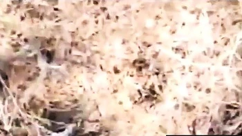 Französische Amateurin fickt draußen im POV